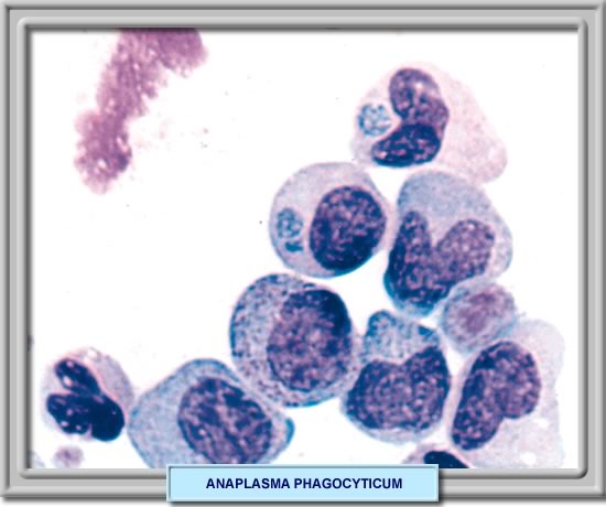 ANAPLASMOSIS EN PERROS PDF