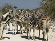 799px-Equus quagga burchellii (group)