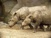 800px-Sumatran Rhino 2