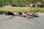800px-Hippos Uganda