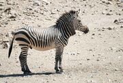 800px-Hartmann zebra hobatere S
