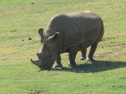 800px-Northern White Rhinoceros Angalifu