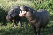 800px-Pygmy hippopotamus pair