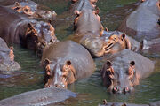 800px-Hippo pod edit