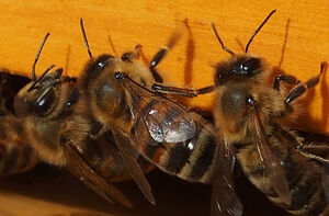 Bienchen