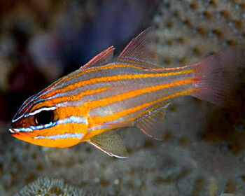 Southern Orange-Lined Cardinalfish | Endless Ocean Wiki ...