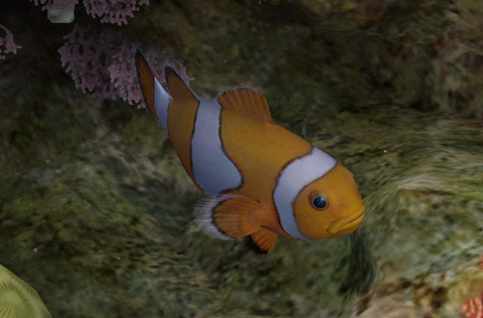 false clown anemonefish endless