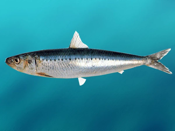 Japanese Sardine Endless Ocean Wiki FANDOM powered by