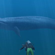Blue Whale Endless Ocean Wiki Fandom