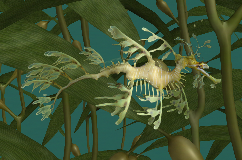 Leafy Seadragon Endless Ocean Wiki Fandom