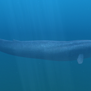 Blue Whale Endless Ocean Wiki Fandom