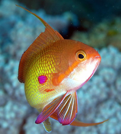 Image result for sea goldie