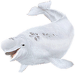 Beluga png