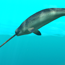 Narwhal Endless Ocean Wiki Fandom