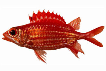 Samurai Squirrelfish | Endless Ocean Wiki | Fandom