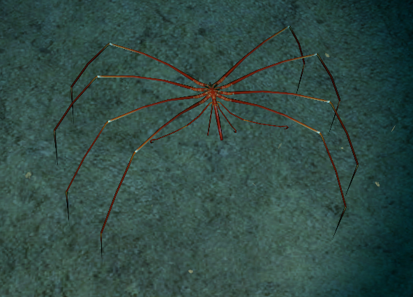 Giant Sea Spider Real