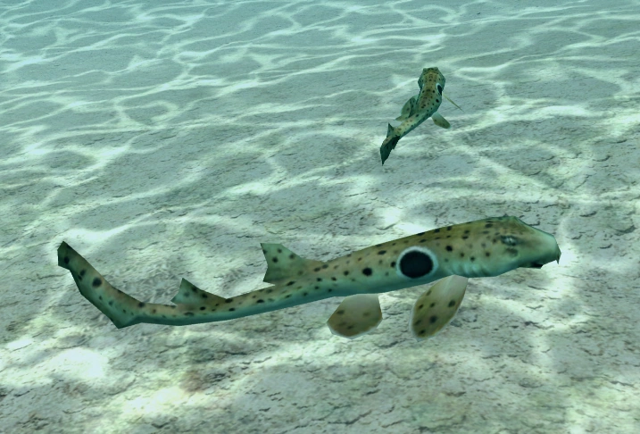 epaulette shark toy