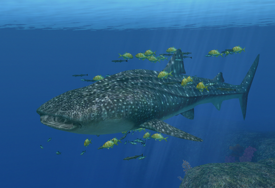 endless ocean wiki shark