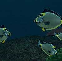 Orangespine Unicornfish Endless Ocean Wiki Fandom