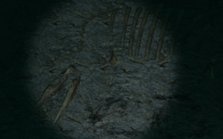 Plesiosaur Fossil 1
