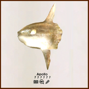 AOE legendary creatures example