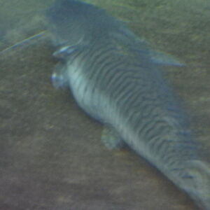 Tiger Striped Catfish Endless Ocean Wiki Fandom