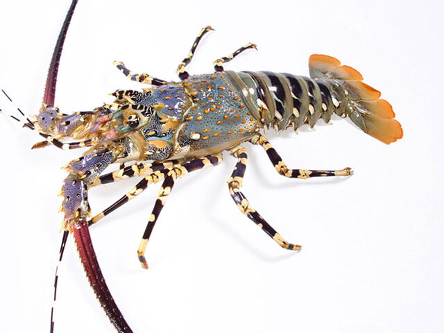 File:Spiny Lobster 3.jpg