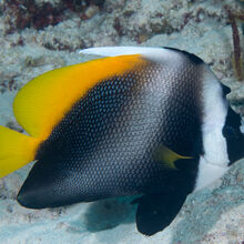 Singular Bannerfish Endless Ocean Wiki Fandom