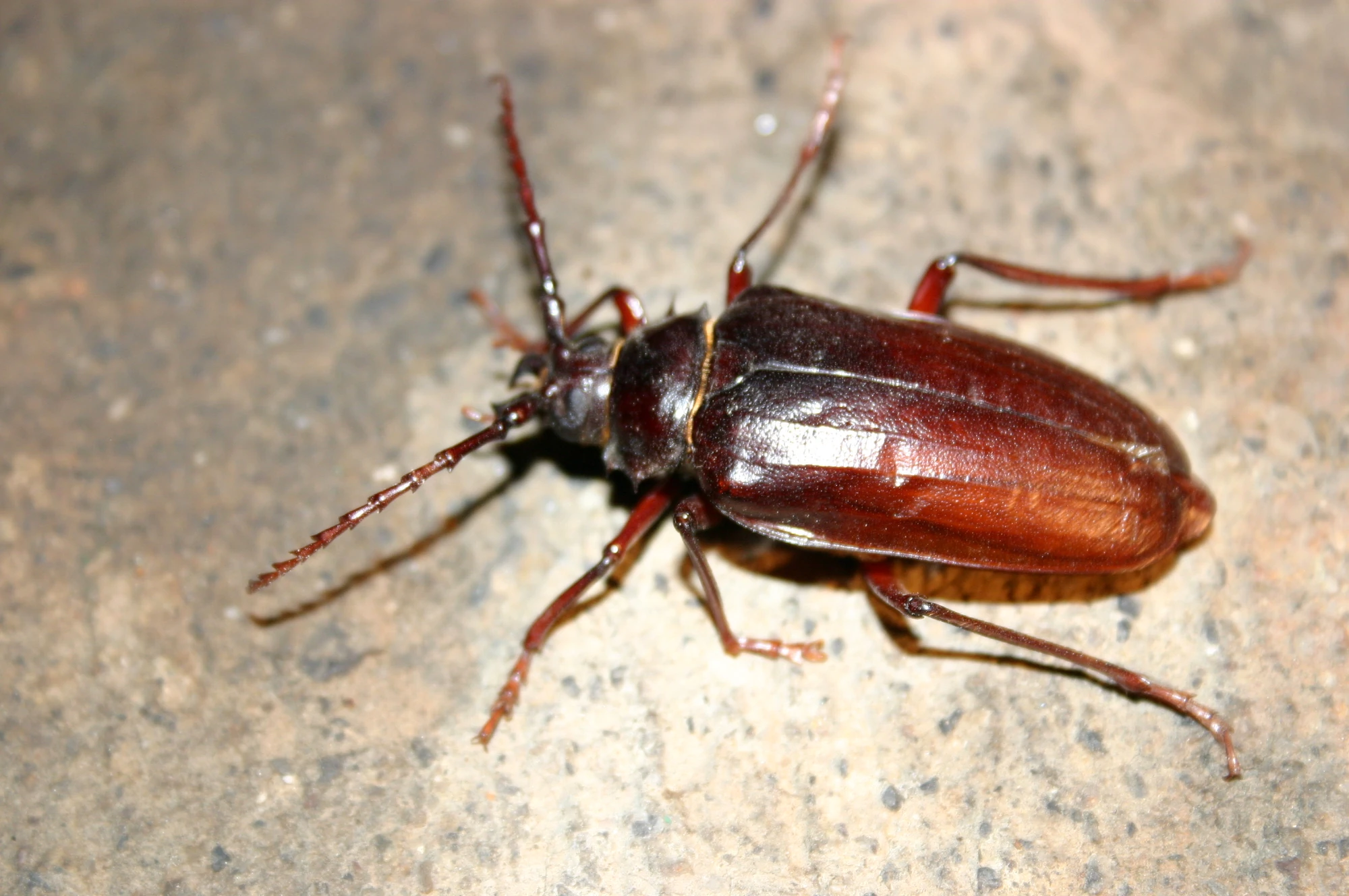 Prionus californicus  Entomophagy Wiki  Fandom