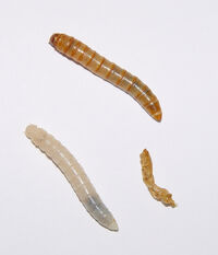Tenebrio molitor | Entomophagy Wiki | FANDOM powered by Wikia