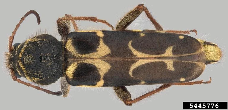 Neoclytus conjunctus Entomophagy Wiki FANDOM powered by Wikia