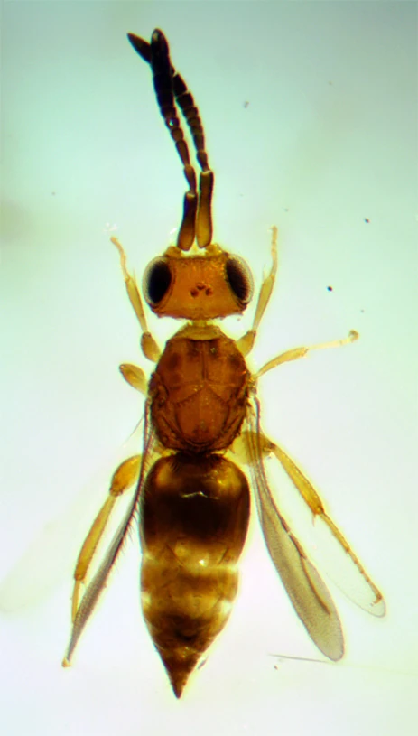 Ceraphronidae Arthropédie FANDOM powered by Wikia