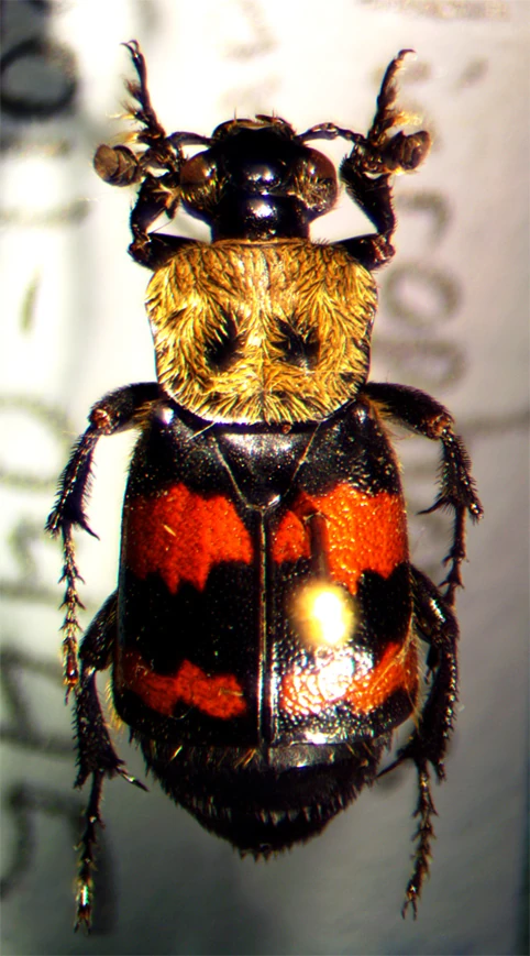 Silphidae Arthropédie FANDOM powered by Wikia