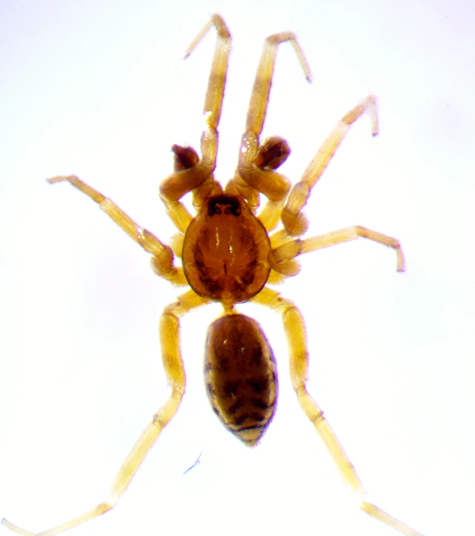 Chelicerata Arthropédie Fandom