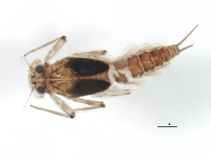 Epeorus pleuralis larve