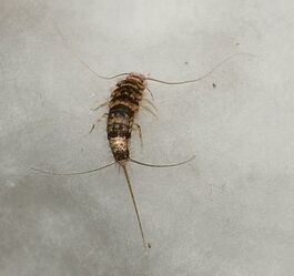 Thermobia domestica