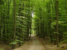 Foresta-nera