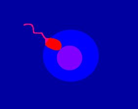 Egg fertilization