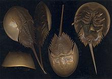 Horseshoe crab