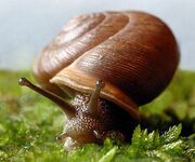 SnailMesodonClausus01