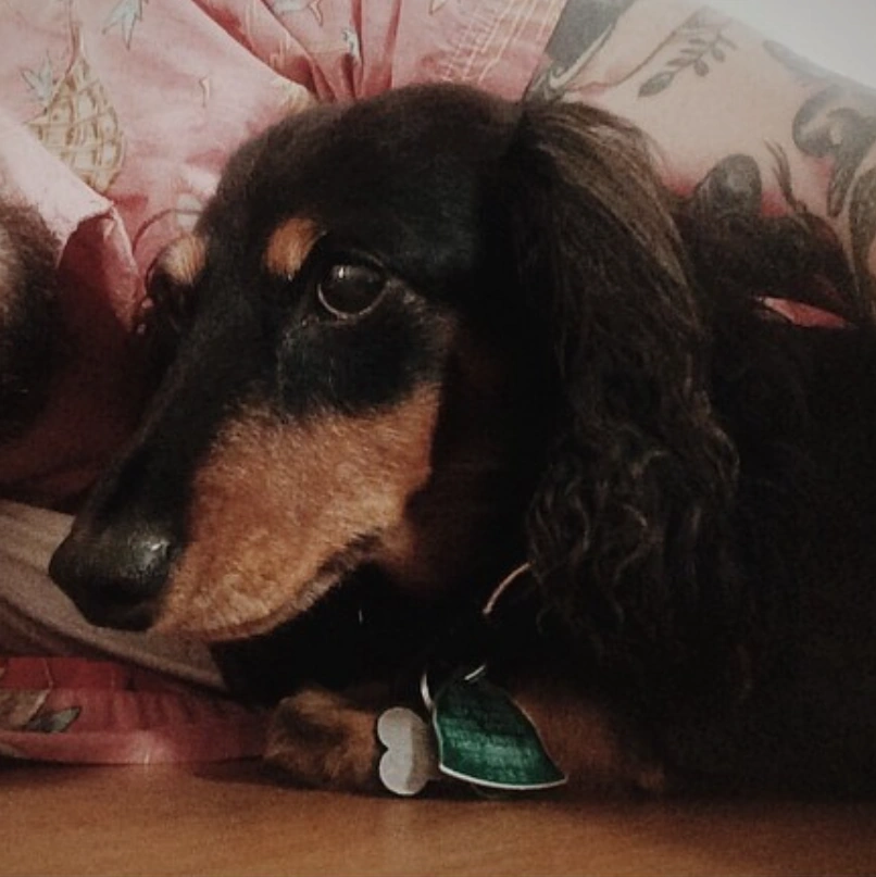 Bob (dog) | Epic Rap Battles of History Wiki | FANDOM powered by Wikia