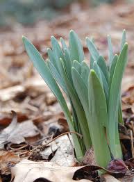 Emerging life