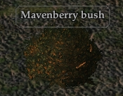 Mavenberry bush