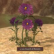 A rare bunch of flowers
