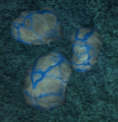 Glow toad egg clutch