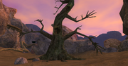 Shadowed Grove