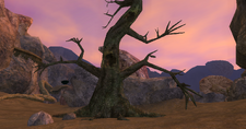 Shadowed Grove