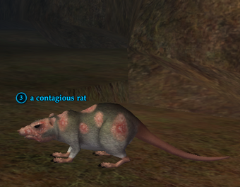 A Contagious Rat Everquest 2 Wiki Fandom