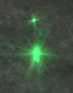 Green Shiny