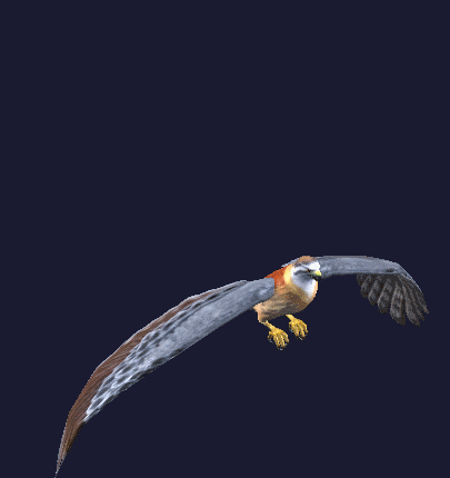 stuffed hawk